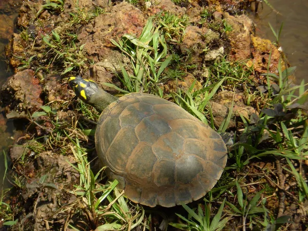 Tortuga en un lago — Foto de Stock