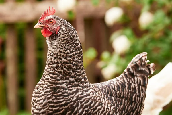 Yeşillikte bir grup tavuk.