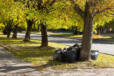 Parkta ve ormanda toplanan çöp ve yapraklarla dolu büyük siyah çantalar.
