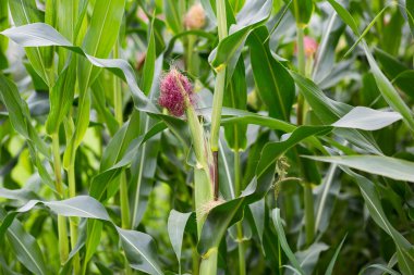Yeşil mısır sapları ve pembe renkli bir koçan.