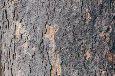 Eski ağaç kabuğunun arkaplan dokusu, çevre ışıklarıyla