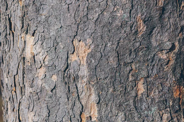 Eski ağaç kabuğunun arkaplan dokusu, çevre ışıklarıyla