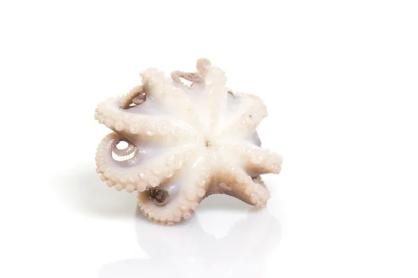 Baby octopus — Stock Photo, Image