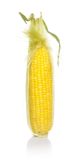 Corn — Stock Photo, Image