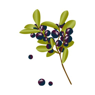 Yaban mersini yapraklı bir dalda asılı duruyor. Beyaz arka planda izole edilmiş sevimli, yenilebilir koyu mavi böğürtlen. 