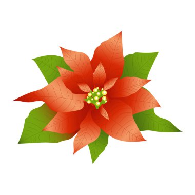 Poinsettia, tropikal Meksika 'ya özgü yeşil bir çalılıktır. Beyaz arka planda yeşil ve kırmızı yapraklar izole edilmiş. Şenlikli çiçek. 