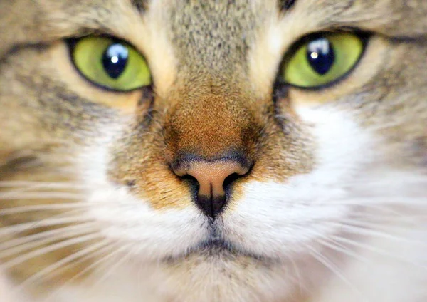 Bonito Gato Rafeiro Olha Para Câmera Pet Close — Fotografia de Stock