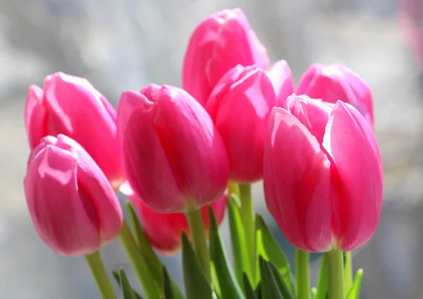 Des Tulipes Roses Ferment Fleurs Printemps Pour Cartes Voeux — Photo
