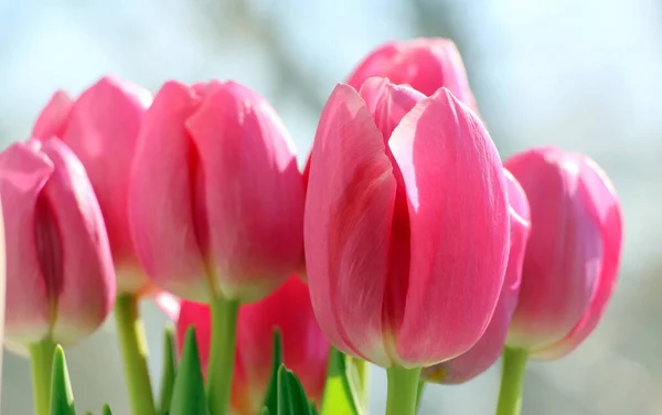Rosa Tulpen Aus Nächster Nähe Frühlingsblumen Für Grußkarten — Stockfoto