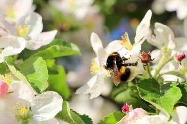 Mayısta çiçek açan elma ağacı. Üzerinde küçük beyaz ve pembe elma çiçekleri olan yatay poster.
