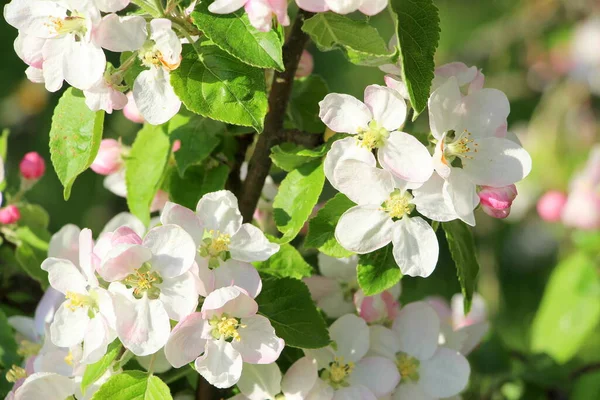 Blühender Apfelbaum Mai Horizontales Poster Mit Kleinen Weißen Und Rosa — Stockfoto