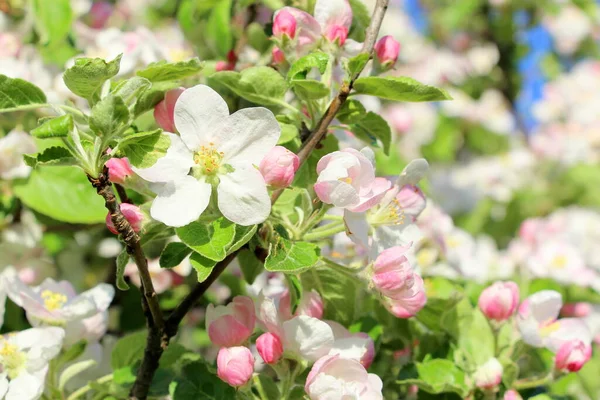 Pommier Fleurs Mai Affiche Horizontale Avec Petites Fleurs Pomme Blanches — Photo