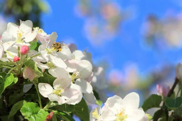 Blühender Apfelbaum Mai Horizontales Poster Mit Kleinen Weißen Und Rosa — Stockfoto