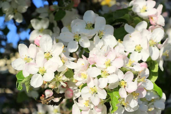 Blühender Apfelbaum Mai Horizontales Poster Mit Kleinen Weißen Und Rosa — Stockfoto