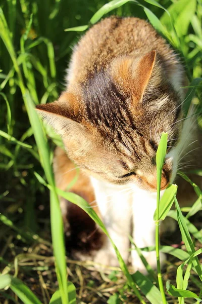 Evdeki şirin kısa hava genç kedi baharda taze, sağlıklı yeşil otlar yiyor..