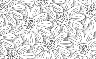 Vahşi kır çiçekleri papatya çayı, beyaz arka planda kağıt kesiği şeklinde renklendirmek için siyah çizgiler çiziyor. Yatay posterdeki büyük, modern çiçekler..