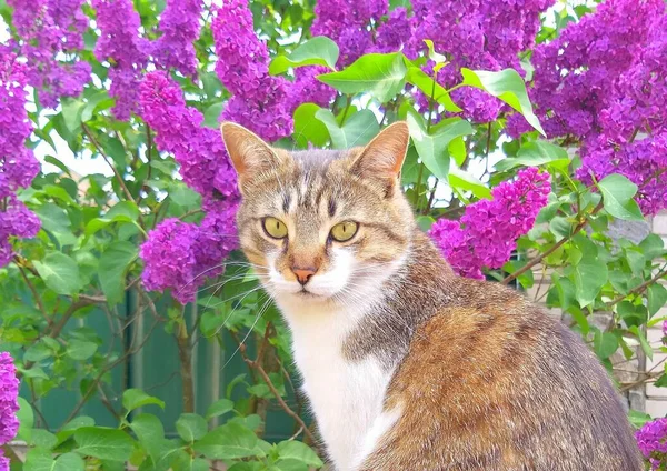 Kısa Saçlı Cins Olmayan Sevimli Bir Kedi Çiçek Açan Leylak — Stok fotoğraf