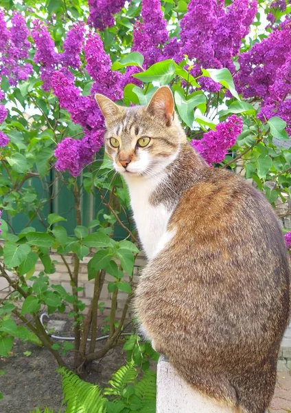 Een Huiselijke Schattige Jonge Kat Zonder Een Ras Met Kort — Stockfoto