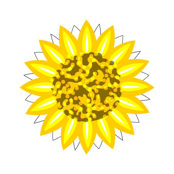 Sunflower Close Bright Yellow White Background — Fotografia de Stock