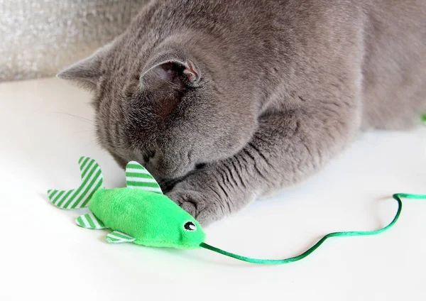 A gray thoroughbred cat plays with a plush green fish and cheers up. Cat fishing. Pet Scottish Straight.