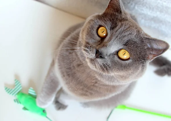 Gray Thoroughbred Cat Plays Plush Green Fish Cheers Cat Fishing — Stock Photo, Image