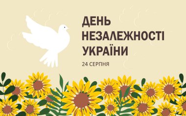 Independence Day of Ukraine written text in Ukrainian. 24 August. Horizontal white poster with a dove of peace and a field of sunflowers. 