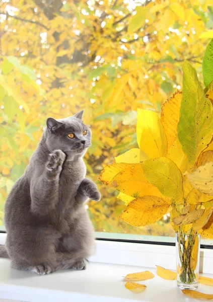 Γκρι Γάτα Και Κίτρινα Φύλλα Καρυδιάς Φθινόπωρο Τον Οκτώβριο 2022 — Φωτογραφία Αρχείου