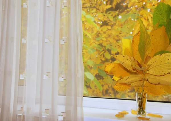 Żółte Liście Orzecha Włoskiego Parapecie Oknem Drzewie Jesień Październiku Natura — Zdjęcie stockowe