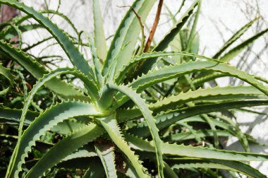 Muazzam planta de aloe vera con propiedades curativas al sol