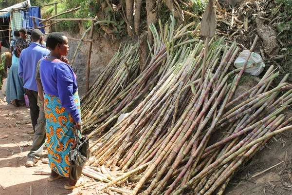 African woman chooses sugar cane on the market. — Stock Photo, Image
