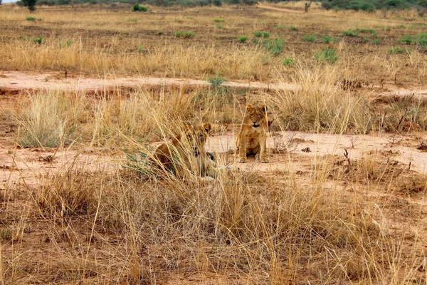 Lions resto — Foto Stock