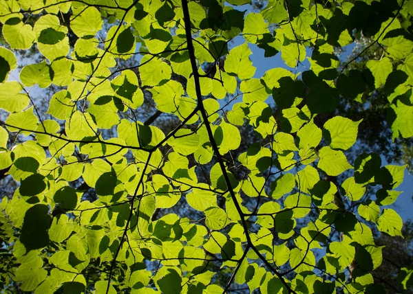 Birkenblätter — Stockfoto