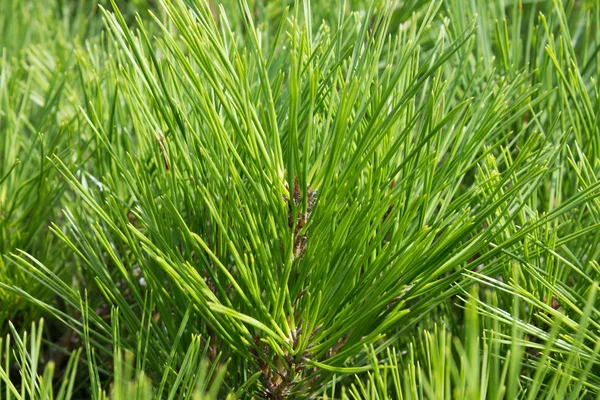 Pine needles — Stock Photo, Image