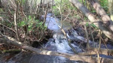 Ormanda temiz su ile hızlı akarsu. Ormanda ilkbahar.
