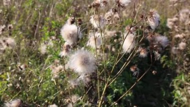 Devedikeni başı. Beyaz tüylü devedikeni tohumları. Tarlada yabani çiçekler.