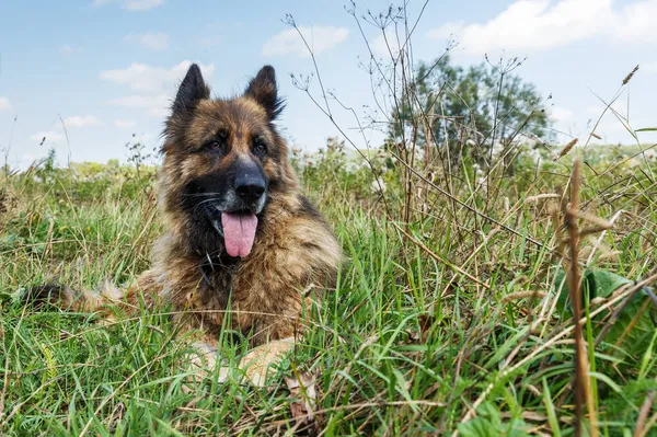 Den Tyska Herdehunden Ligger Det Gröna Gräset Hunden Stack Tungan — Stockfoto