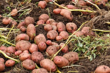 Tarlada olgun patates yığını var. Patates topluyorum..