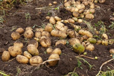 Sebze bahçesinde topraktan çıkarılan patatesler. Patates topluyorum..
