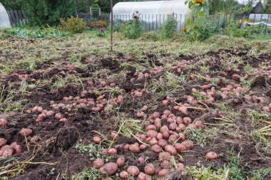 Kırmızı patatesler bir sebze bahçesinde topraktan çıkarıldı. Patates topluyorum..