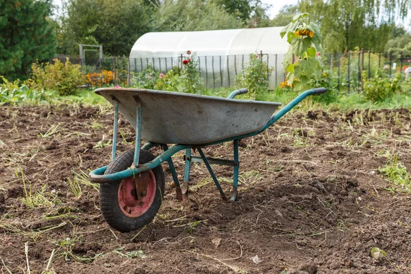 Wheelbarrow Standing Garden Harvesting Potatoes — Stock Photo, Image