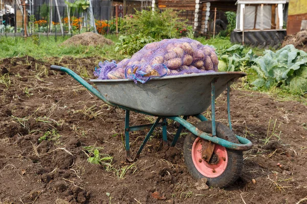 Garden Wheelbarrow Sacks Potatoes Garden Harvesting Potatoes — Stock Photo, Image