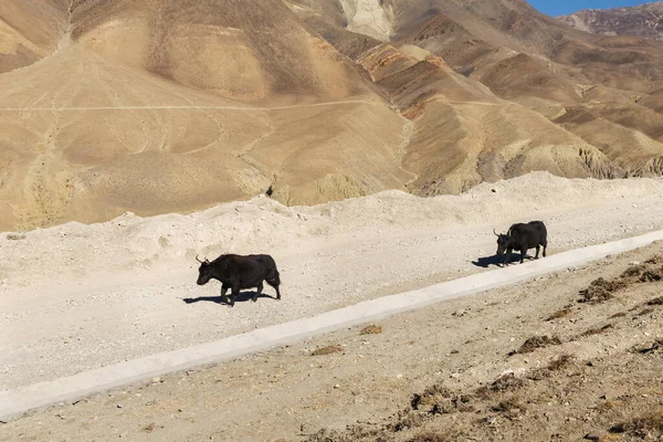 两个傻瓜在喜马拉雅山的路上走着 Dzo是牦牛和家畜的混合体 — 图库照片