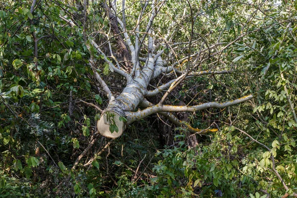 Spadlý Osikový Strom Kmen Stromu Leží Zemi Lese — Stock fotografie
