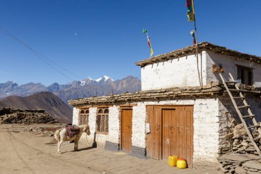 Beyaz bir at, beyaz bir taş binanın yanında duruyor. Ranipauwa Köyü, Mustang Bölgesi, Nepal