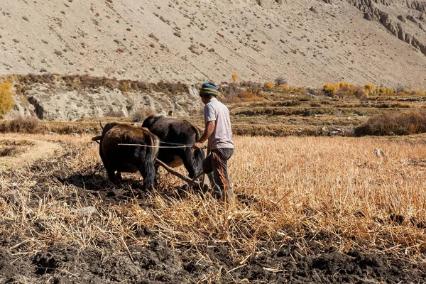 尼泊尔人用牦牛和木犁在自己的土地上劳作 喜马拉雅山的乡村生活方式 — 图库照片