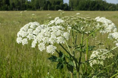 Beyaz çiçekler yaban domuzu. Çayırda çiçek açan bir bitki. Heracleum sosnowskyi