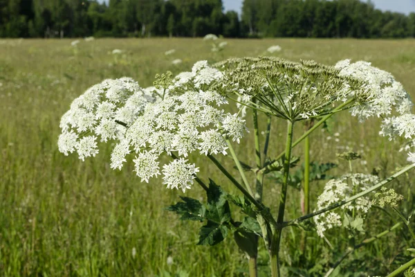 白色的花草 在草地上开花的植物 赫拉克 索斯诺夫斯基 图库图片