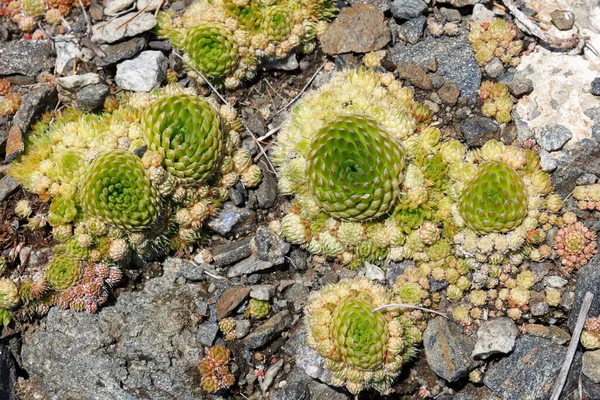 オロスタシス スピノサ バイカル湖の野生植物 — ストック写真