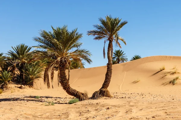 Palm pohon di gurun Sahara Stok Gambar Bebas Royalti