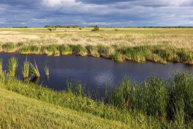 Bataklık manzarası Güzel manzara.